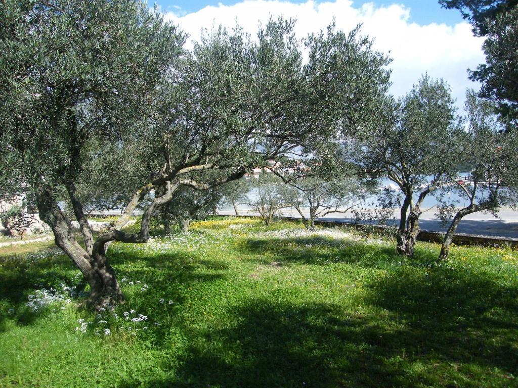 Maslina Apartment Lumbarda